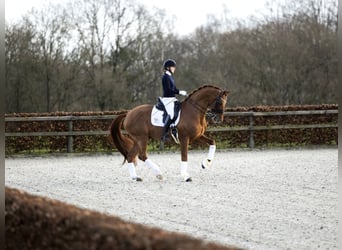 Oldenburg, Stallone, 16 Anni, 172 cm, Sauro scuro