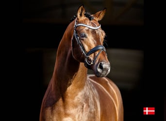 Oldenburg, Stallone, 9 Anni, 171 cm, Baio ciliegia