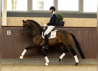 Oldenburg, Stallone, 9 Anni, 171 cm, Baio ciliegia