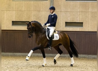 Oldenburger, Hengst, 9 Jahre, 171 cm, Rotbrauner