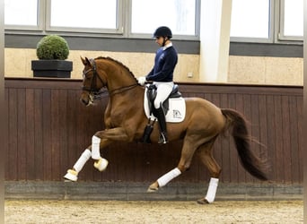 Danish Warmblood, Stallion, 11 years, Chestnut-Red