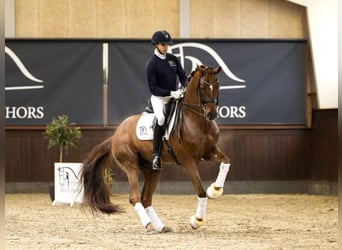Danish Warmblood, Stallion, 12 years, Chestnut-Red