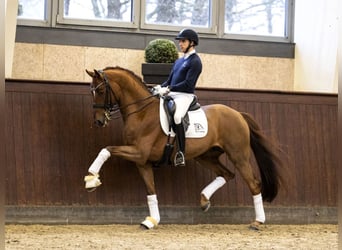 Danish Warmblood, Stallion, 12 years, Chestnut-Red