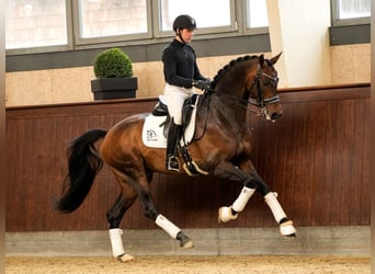 Danish Warmblood, Stallion, 10 years, 17 hh, Bay