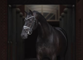Oldenbourg, Étalon, 9 Ans, 169 cm