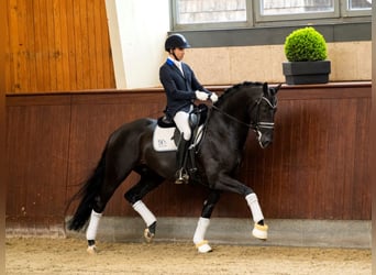 Oldenbourg, Étalon, 9 Ans, 169 cm
