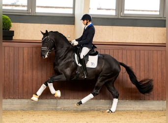 Oldenburger, Hengst, 10 Jahre, 169 cm, Rappe