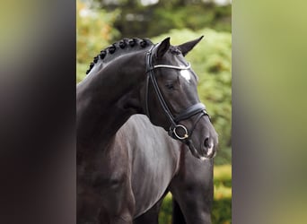 Hanoverian, Stallion, 6 years, 16.1 hh, Black