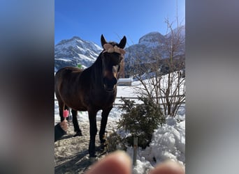 Bosnisches Gebirgspferd, Wallach, 10 Jahre, 14,2 hh, Brauner