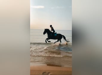 Bosnian Mountain Horse, Gelding, 9 years, 14,1 hh, Bay-Dark