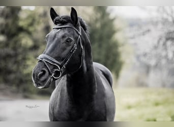 Bosnian Mountain Horse, Mare, 5 years, 13.2 hh, Black