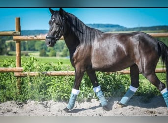 Bosnian Mountain Horse, Mare, 6 years, 13,2 hh, Black