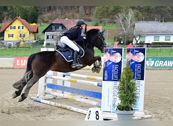 Bosnisch bergpaard, Ruin, 9 Jaar, 146 cm, Donkerbruin