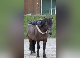 Bosnisch bergpaard, Ruin, 9 Jaar, 146 cm, Donkerbruin