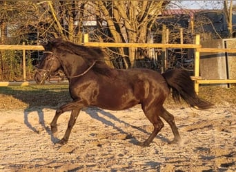 Bosnisches Gebirgspferd, Stute, 5 Jahre, 147 cm, Rappe