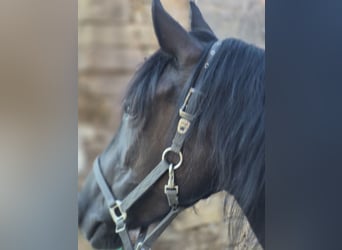 Bosnisches Gebirgspferd, Stute, 6 Jahre, 140 cm, Rappe