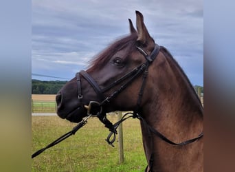 Bosnisches Gebirgspferd, Stute, 6 Jahre, 146 cm