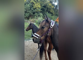Bosnisches Gebirgspferd, Wallach, 1 Jahr, 135 cm, Brauner
