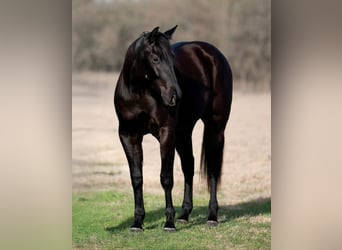 Bosnisches Gebirgspferd, Wallach, 3 Jahre, 147 cm, Rappe