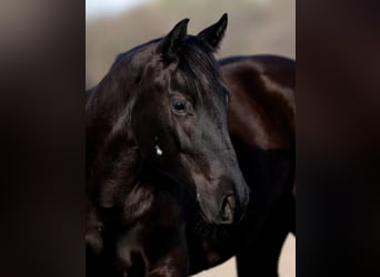 Bosnisches Gebirgspferd, Wallach, 3 Jahre, 147 cm, Rappe