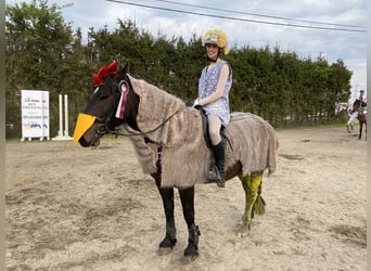 Bosnisches Gebirgspferd, Wallach, 9 Jahre, 146 cm, Dunkelbrauner