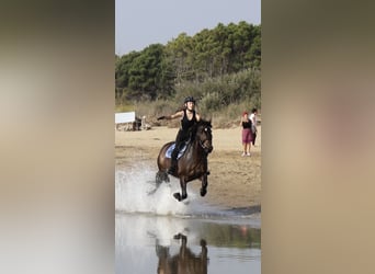 Bosnisches Gebirgspferd, Wallach, 9 Jahre, 146 cm, Dunkelbrauner