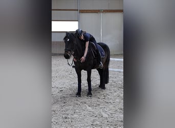 Bosnisches Gebirgspferd, Wallach, 9 Jahre, 146 cm, Dunkelbrauner