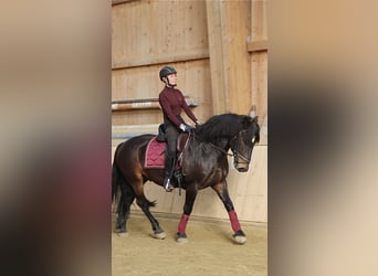 Bosnisches Gebirgspferd, Wallach, 9 Jahre, 146 cm, Dunkelbrauner