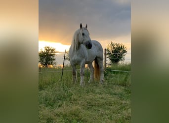 Boulonnais, Caballo castrado, 13 años, 171 cm, White/Blanco
