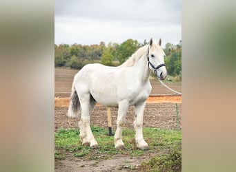 Boulonnais, Caballo castrado, 2 años, 160 cm, Tordo