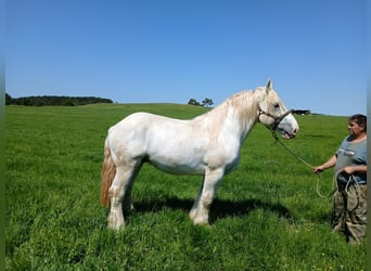 Boulonnais, Caballo castrado, 3 años, 167 cm, Tordo