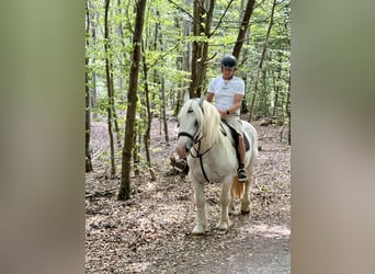 Boulonnais, Caballo castrado, 8 años, 160 cm, Tordo