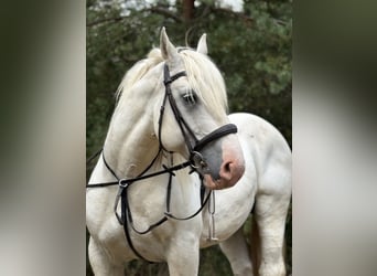 Boulonnais, Caballo castrado, 8 años, 160 cm, Tordo