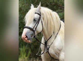 Boulonnais, Caballo castrado, 8 años, 161 cm, Tordo
