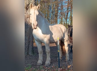 Boulonnais, Caballo castrado, 9 años, 179 cm, Tordo