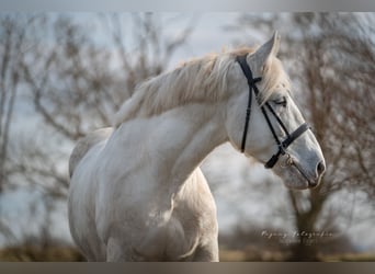 Boulonnais, Castrone, 10 Anni, 175 cm, Grigio
