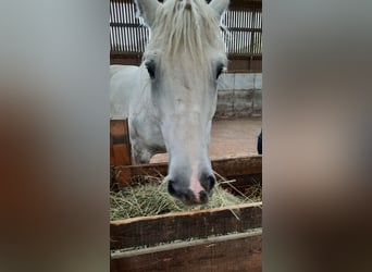 Boulonnais, Castrone, 12 Anni, 170 cm, Grigio