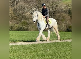 Boulonnais, Gelding, 13 years, 15.2 hh, Gray