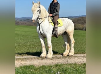 Boulonnais, Gelding, 13 years, 15.2 hh, Gray