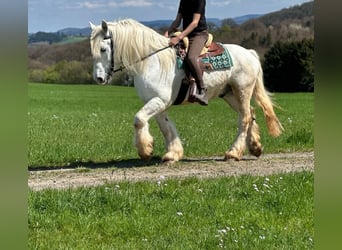 Boulonnais, Gelding, 13 years, 15.2 hh, Gray