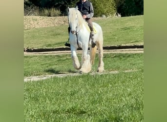 Boulonnais, Gelding, 13 years, 15.2 hh, Gray