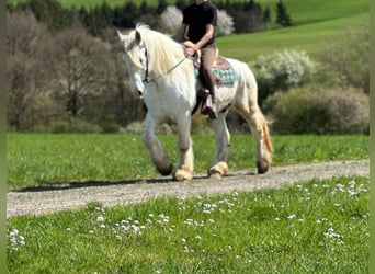 Boulonnais, Gelding, 13 years, 15.2 hh, Gray