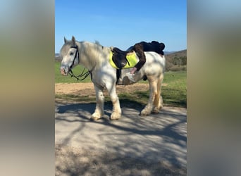 Boulonnais, Gelding, 13 years, 15.2 hh, Gray