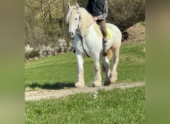 Boulonnais, Gelding, 13 years, 15.2 hh, Gray