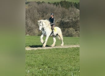 Boulonnais, Gelding, 13 years, 15.2 hh, Gray