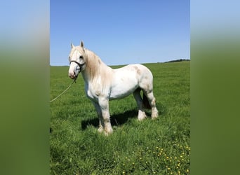 Boulonnais, Gelding, 3 years, 16.1 hh, Grey
