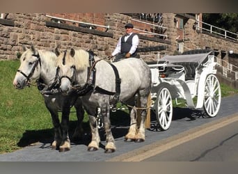 Boulonnais, Gelding, 3 years, 16.1 hh, Grey