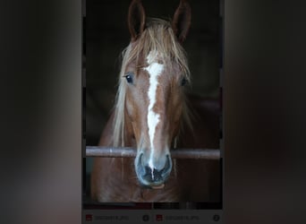 Boulonnais, Gelding, 5 years, 17 hh, Chestnut