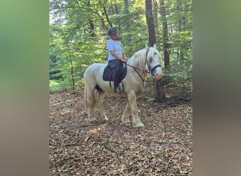 Boulonnais, Gelding, 8 years, 15.2 hh, Grey