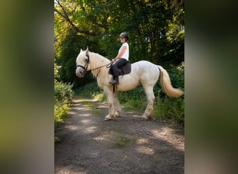 Boulonnais, Gelding, 8 years, 15.2 hh, Grey